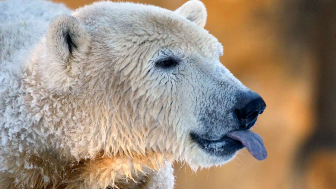 Philadelphia Semiconductor Index Officially Enters Bear Market; Nvidia Loses Global Market Cap Crown, Bank of America Says 'Don't Panic'