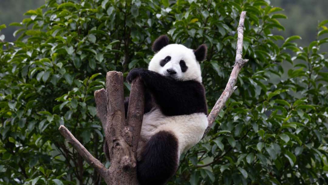 Indonesia Launches First-Ever Panda Bonds to Diversify Financing Channels