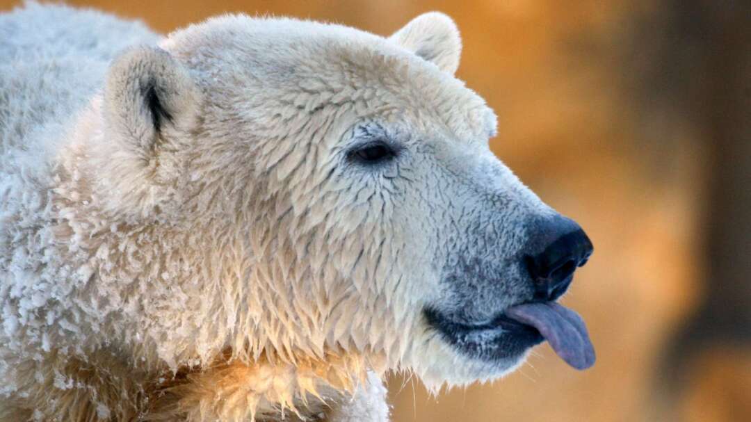 Don't Celebrate US Stocks Too Soon? Powell Triggers Warning of 'Bear Steepener' in Treasury Market