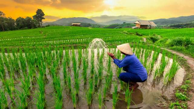 FAO:戰爭與極端氣候引發「完美風暴」 全球糧食價格攀升至3年新高(圖:shutterstock)