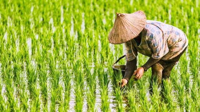 联合国：物流中断与气候冲击推升 9月全球食品价格创近4年新高