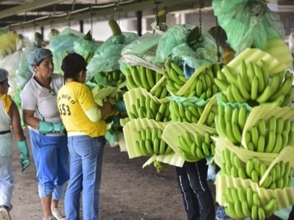 黃葉病肆虐難止 全球香蕉產業拉警報 未來恐無蕉可吃